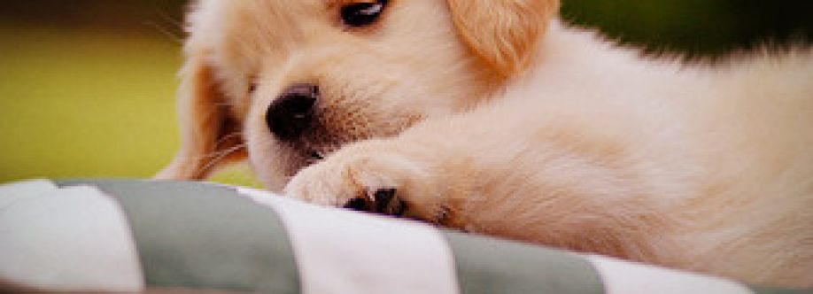 Gin Distillation price